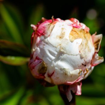 Filoli - peony - Botanical Gardens Near Me - Woodside, California