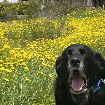 Compassionate Heart - Ben loved going for walks - Veterinarians Near Me Compassionate Heart - Ben loved going for walks - Veterinarians Near Me