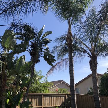 Bernabe Tree Service - After. Job well done. High and tight. - Tree Services Near Me - Riverside, California