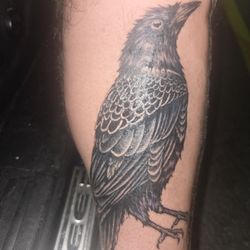 Southern Pricks Tattoo - Crow