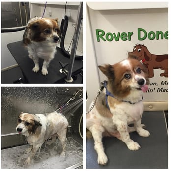 rover done over mobile dog grooming