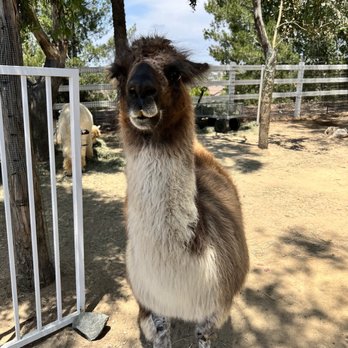 The Alpaca Hacienda - Attraction Farms Near Me - Temecula, California