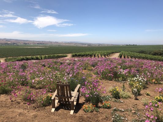 Cambria Winery by null