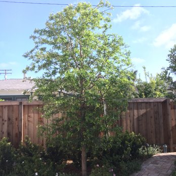 Jca landcare - After . Natural trim and shaping - Gardeners Near Me Jca landcare - After . Natural trim and shaping - Gardeners Near Me