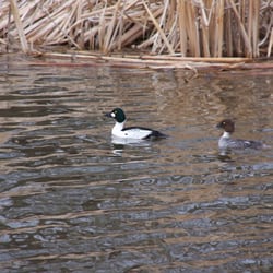 Grandin Pond - A Pair o' ducks.