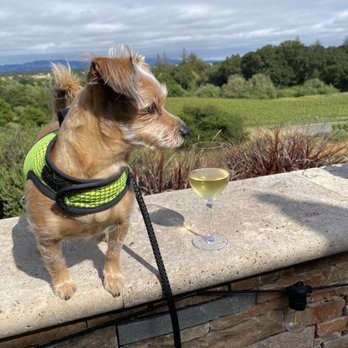 Fog Crest Vineyard - Enjoying a wonderful Chardonnay - Wine Tasting Room Near Me - Sebastopol, California Fog Crest Vineyard - Enjoying a wonderful Chardonnay - Wine Tasting Room Near Me - Sebastopol, California
