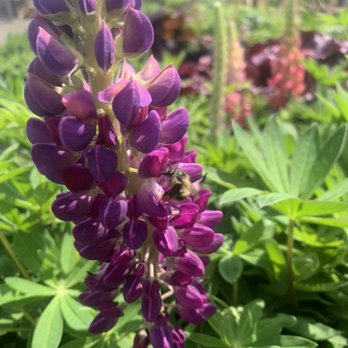 Kaija's Garden and Pet - Lots of plants to attract our pollinizers. - Nurseries & Gardening Near Me - Chehalis, Washington Kaija's Garden and Pet - Lots of plants to attract our pollinizers. - Nurseries & Gardening Near Me - Chehalis, Washington