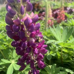 Kaija's Garden and Pet - Lots of plants to attract our pollinizers.