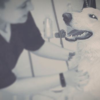 The Dog House - Pet Groomers Near Me - Austell, Georgia