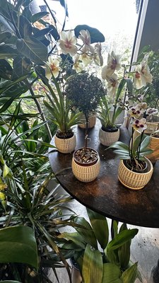Sprout Home by null