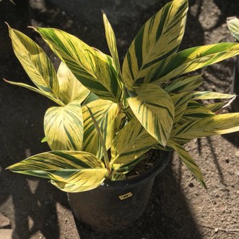 Ganter Nursery - Very pretty plant for a great price - Nurseries & Gardening Near Me - Vista, California Ganter Nursery - Very pretty plant for a great price - Nurseries & Gardening Near Me - Vista, California