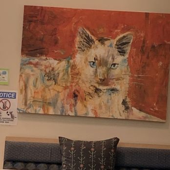 Animal Eye Specialists - Cat - Veterinarians Near Me - Campbell, California Animal Eye Specialists - Cat - Veterinarians Near Me - Campbell, California