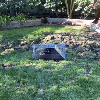 Mighty Men Pest Control - Raccoon in trap - Wildlife Control Near Me