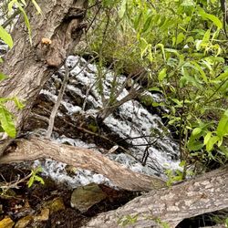 Kings Canyon Waterfall Trail