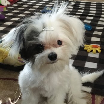 Raintree Country Kennel - Daisy at 16 months and 4lb 6 ozs - Pet Breeders Near Me - Poplar Bluff, Missouri Raintree Country Kennel - Daisy at 16 months and 4lb 6 ozs - Pet Breeders Near Me - Poplar Bluff, Missouri