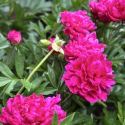 Peony's Envy