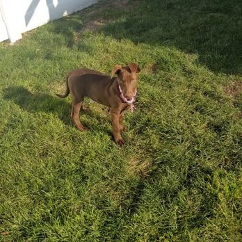 Posh Pets Rescue - Animal Shelters Near Me - Long Beach, New York