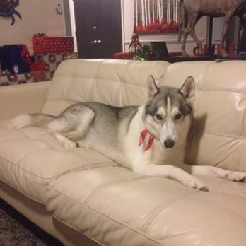 Petco - Neeko - Pet Training Near Me - Gainesville, Florida
