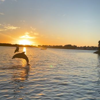 Naples CycleBoat - Dolphins with Sunset.  What a pic a customer got! - Boat Tours Near Me - Naples, Florida