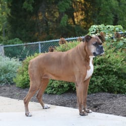 Fit For A Dog - Ally girl