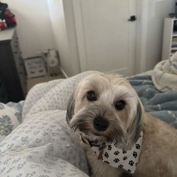 ARCHVET Emergency Hospital - Harley Loves Archvet - Veterinarians Near Me - San Jose, California ARCHVET Emergency Hospital - Harley Loves Archvet - Veterinarians Near Me - San Jose, California