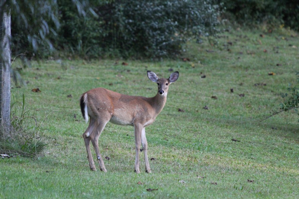 THE BEARS DEN ATV COTTAGE Updated August 2024 Welch, West Virginia