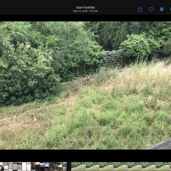 All One Landscape - Previous wild backyard. Deer mom and deer babies. - Landscaping Near Me All One Landscape - Previous wild backyard. Deer mom and deer babies. - Landscaping Near Me