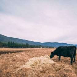 The Meyers Ranch - Help feed the cows.
