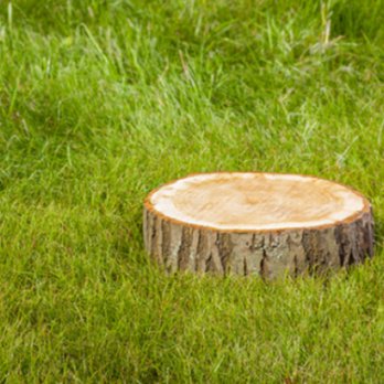 Gordon's Tree Service - Tree Services Near Me - Danielsville, Georgia Gordon's Tree Service - Tree Services Near Me - Danielsville, Georgia