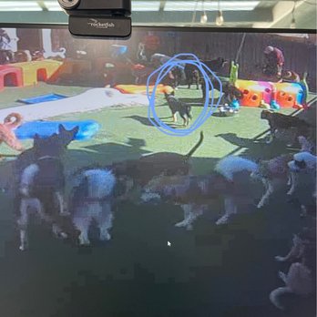 Camp Run-A-Mutt - Mutt Cams - Pet Sitting Near Me - Chula Vista, California