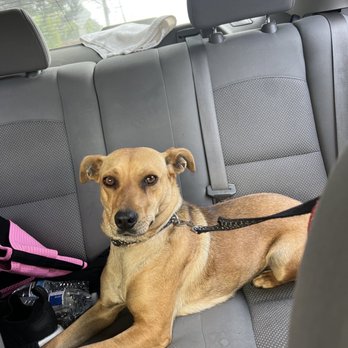 Rocket Dog Rescue - Lost doggie - Animal Shelters Near Me - Oakland, California Rocket Dog Rescue - Lost doggie - Animal Shelters Near Me - Oakland, California