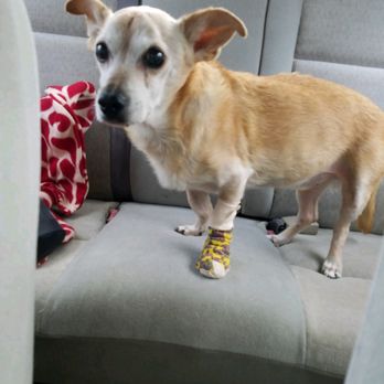 Park Animal Hospital - Marvin after his surgery - Veterinarians Near Me - Simi Valley, California Park Animal Hospital - Marvin after his surgery - Veterinarians Near Me - Simi Valley, California