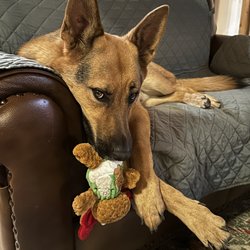 I'm too tired to play #mortypoops