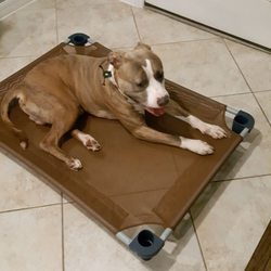Lucky Paws K9 Training
