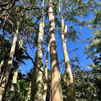Ke'anae Arboretum - Parks Near Me - Kula, Hawaii