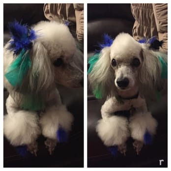 Dawn's Pet Palace - Felix the fancy boy! - Pet Groomers Near Me - Carmichael, California