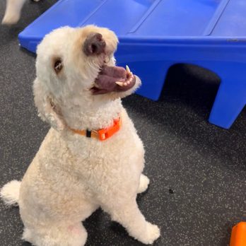 Dogtopia-Roseville - Pet Boarding Near Me - Roseville, Minnesota Dogtopia-Roseville - Pet Boarding Near Me - Roseville, Minnesota