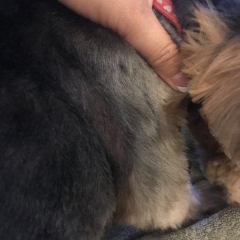Go Go Spa - Pet Groomers Near Me - Rosemead, California Go Go Spa - Pet Groomers Near Me - Rosemead, California