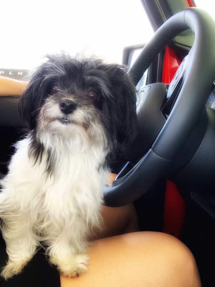 HAPPY TAILS MOBILE DOG GROOMING SPA 35 Photos & 16 Reviews Rowlett