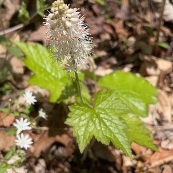 Mud Creek Falls - Heartleaf foamflower - Hiking Near Me - Sky Valley, Georgia