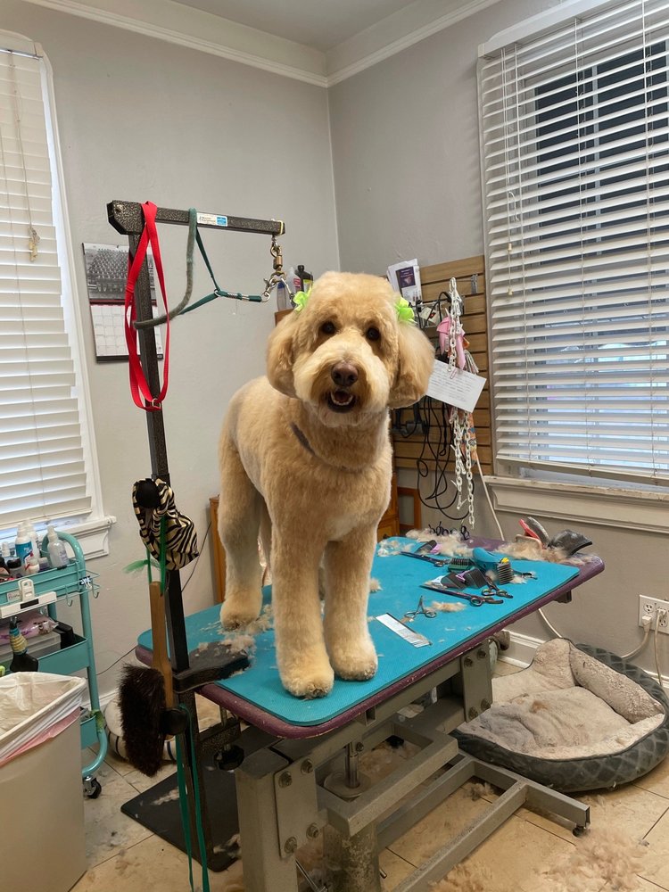 CLIP & DIP PET GROOMING Updated June 2024 16 Photos 205 Sierra Ct