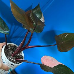 Paloma's Plants - Pink Princess Philondendron