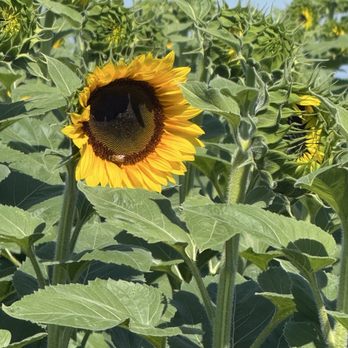 Southern Hill Farms - Fruits & Veggies Near Me - Clermont, Florida Southern Hill Farms - Fruits & Veggies Near Me - Clermont, Florida