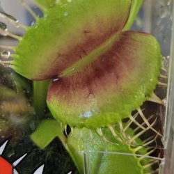 Anything Grows - Venus fly traps !