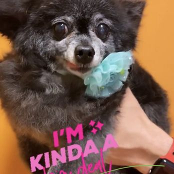 Kira Pet Cuts - Pet Groomers Near Me - Chicago, Illinois
