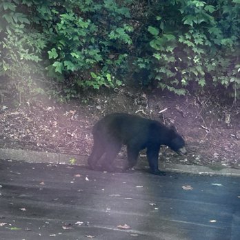 The Park Grill - Another Bear Shot - Steakhouses Near Me - Gatlinburg, Tennessee The Park Grill - Another Bear Shot - Steakhouses Near Me - Gatlinburg, Tennessee