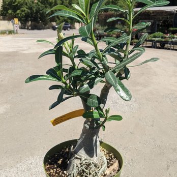 Nelson's Greenhouse - Desert Rose - Nurseries & Gardening Near Me - Canoga Park, California Nelson's Greenhouse - Desert Rose - Nurseries & Gardening Near Me - Canoga Park, California