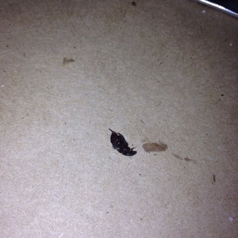 Tango Sur - This is the bug I found in my salad... - Latin American Near Me - Chicago, Illinois Tango Sur - This is the bug I found in my salad... - Latin American Near Me - Chicago, Illinois