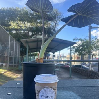 Plantoem - macnut latte and my kalo - Cafes Near Me - Honolulu, Hawaii Plantoem - macnut latte and my kalo - Cafes Near Me - Honolulu, Hawaii
