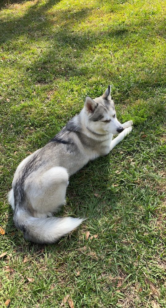 VETERINARY SPECIALTIES HOSPITAL AT THE LAKE Updated September 2024